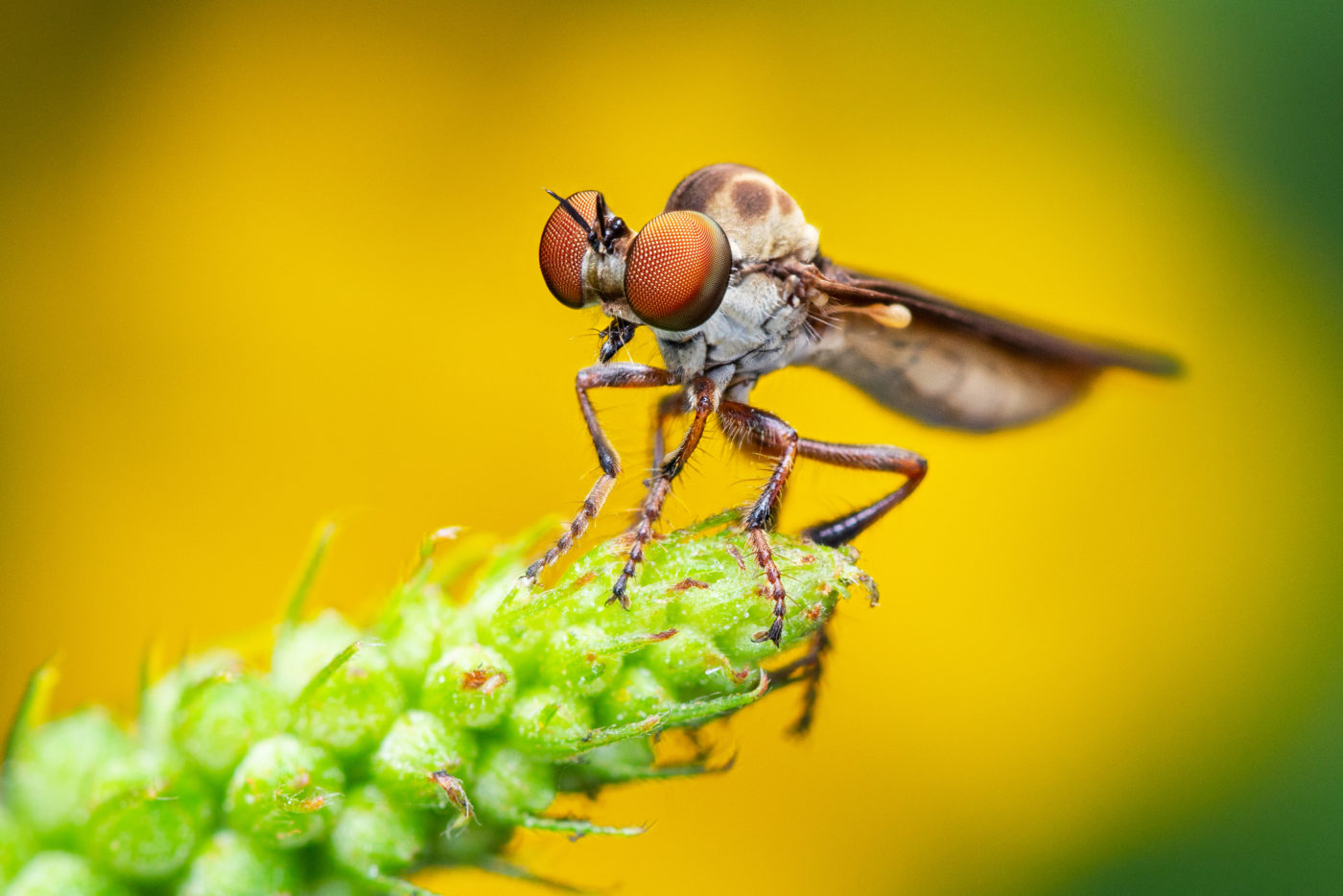 Gnat ogre robber fly